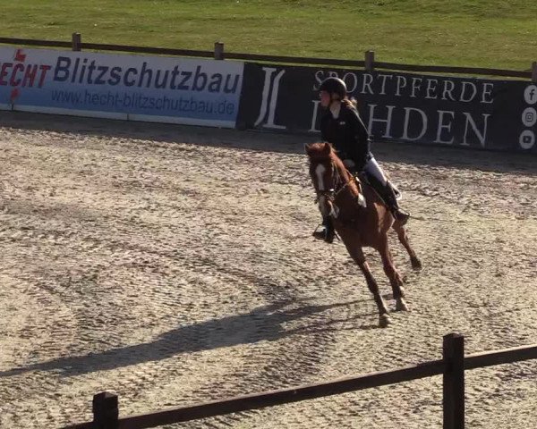 Reitturnier Westergellersen 2022