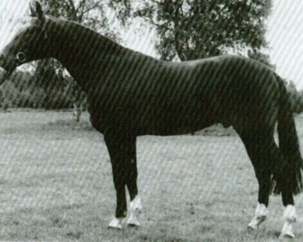 stallion Waidglanz (Hanoverian, 1983, from Waidmannsheil)