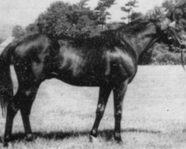 stallion Beauvallon xx (Thoroughbred, 1971, from Val de Loir xx)