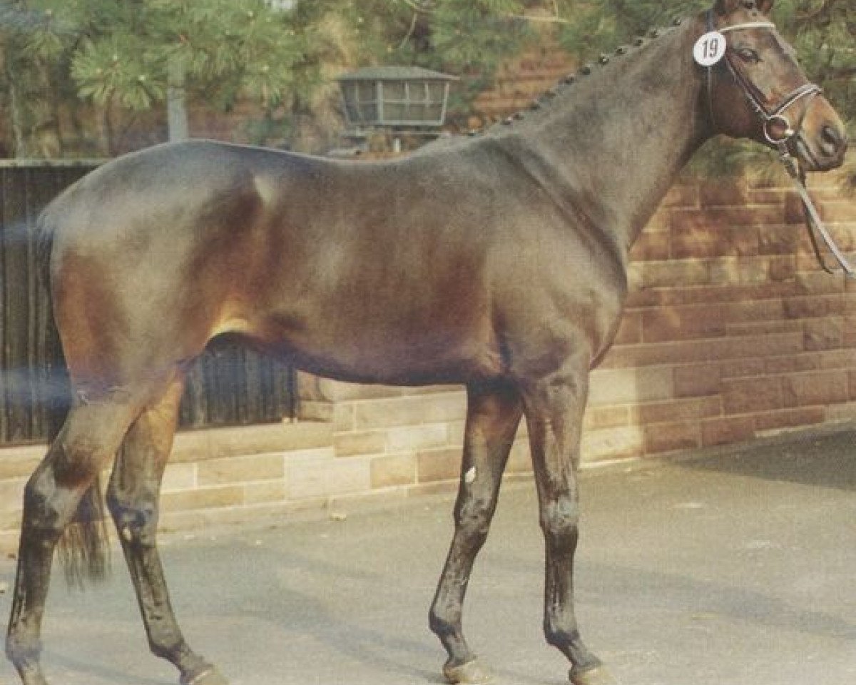 stallion Absalon xx (Thoroughbred, 1984, from Beauvallon xx)