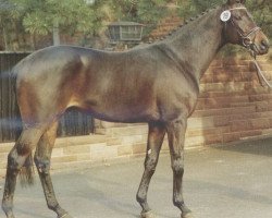 stallion Absalon xx (Thoroughbred, 1984, from Beauvallon xx)