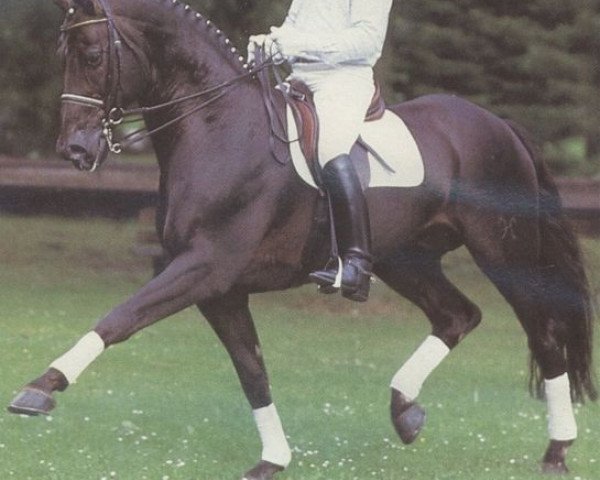 stallion Wittenberg (Hanoverian, 1978, from Woermann)