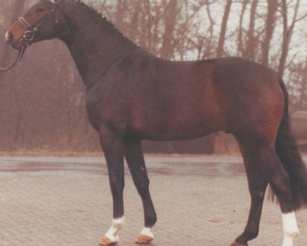 stallion Wittensee (Hanoverian, 1986, from Wittenberg)