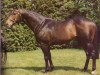 stallion Blue Cashmere xx (Thoroughbred, 1970, from Kashmir II xx)
