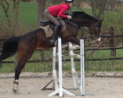 dressage horse Rania de L'amie (Westphalian, 2005, from Roh Magic)