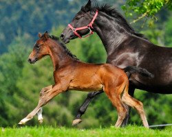 Zuchtstute Raffinesse (Schweizer Warmblut, 1997, von Rubinstein I)