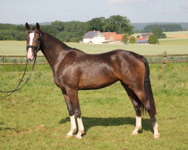 broodmare Caprice 488 (Hanoverian, 2010, from Contendros Bube)