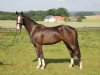 broodmare Caprice 488 (Hanoverian, 2010, from Contendros Bube)