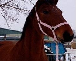 broodmare Weikira (Brandenburg, 2002, from Woronesch)