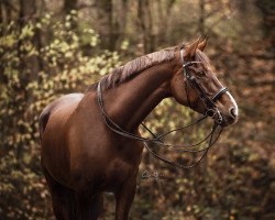 dressage horse Bretton's Magic Moment (KWPN (Royal Dutch Sporthorse), 2012, from Bretton Woods)