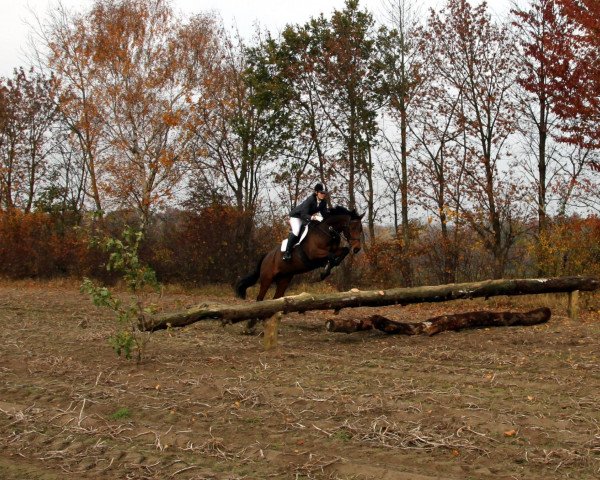 broodmare Charmant 43 (Hanoverian, 2006, from Charon)