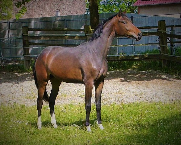 broodmare Freyda (Hanoverian, 2002, from Foundation 2)