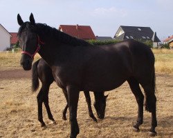 broodmare Rubina (Zweibrücken, 1992, from Rubicon xx)