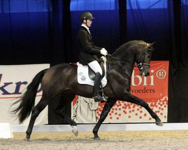 stallion Don Tango B (Dutch Warmblood, 2008, from Contango)