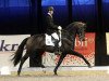 stallion Don Tango B (KWPN (Royal Dutch Sporthorse), 2008, from Contango)