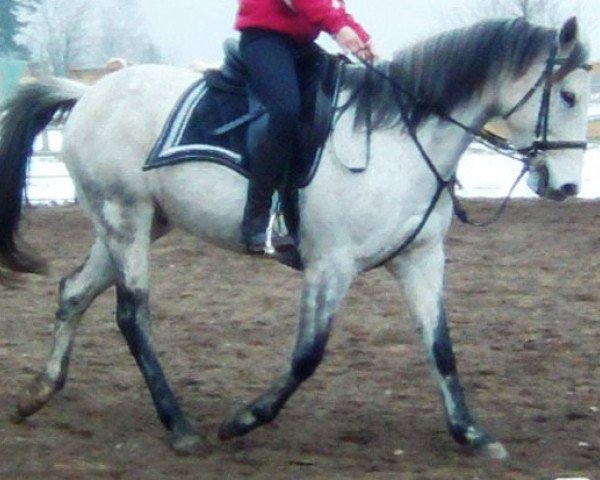 Pferd Saladin (Pinto/Pleasure,  , von Bala Bu Karabau x)