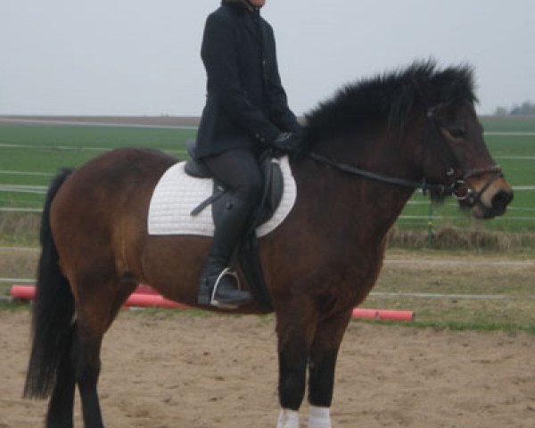 broodmare Hvönn fra Brekkukoti (Iceland Horse,  , from Dagur frá Kjarnholtum I)