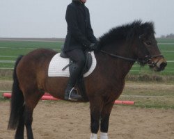 broodmare Hvönn fra Brekkukoti (Iceland Horse,  , from Dagur frá Kjarnholtum I)