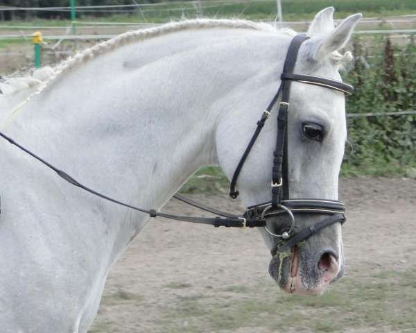 stallion Asmahan El Afram ox (Arabian thoroughbred, 1990, from El Thay Masoud ox)