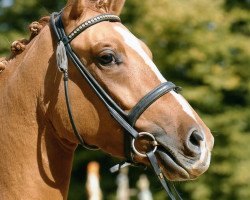 dressage horse Dancing Queen (Deutsches Reitpony, 2003, from FS Don't Worry)