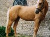 broodmare Golden Future (German Riding Pony, 1996, from Golden Dancer)