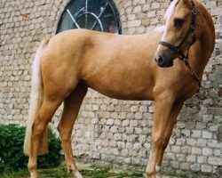 horse Golden Future (Deutsches Reitpony, 1996, from Golden Dancer)
