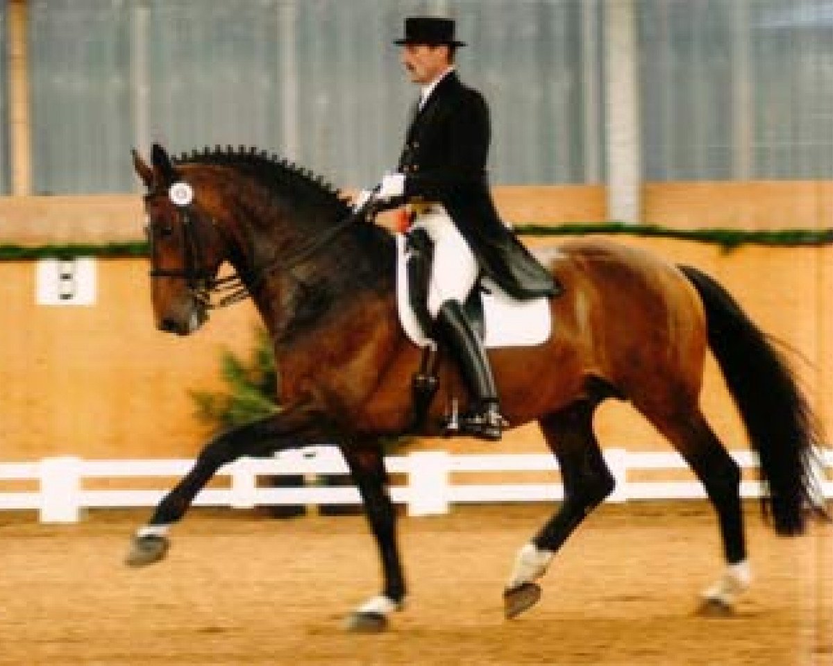 stallion Cato (Holsteiner, 1993, from Cantus)
