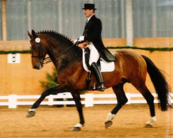 stallion Cato (Holsteiner, 1993, from Cantus)