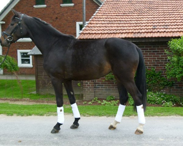 dressage horse Labaga's delight (Westphalian, 2009, from Laurentianer)