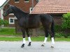 dressage horse Labaga's delight (Westphalian, 2009, from Laurentianer)