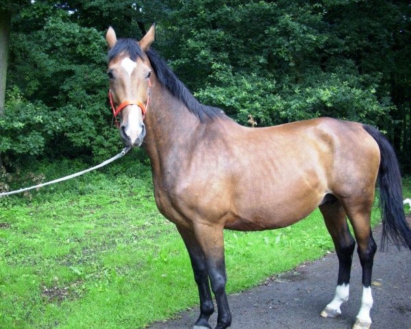 broodmare Empire Lady (Westphalian, 1994, from Ehrentusch)