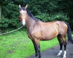 broodmare Empire Lady (Westphalian, 1994, from Ehrentusch)