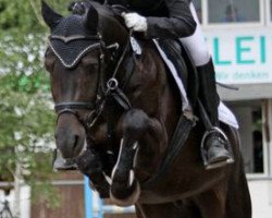 jumper Shetan 60 (German Riding Pony, 2005, from Wengelo's Nelson)