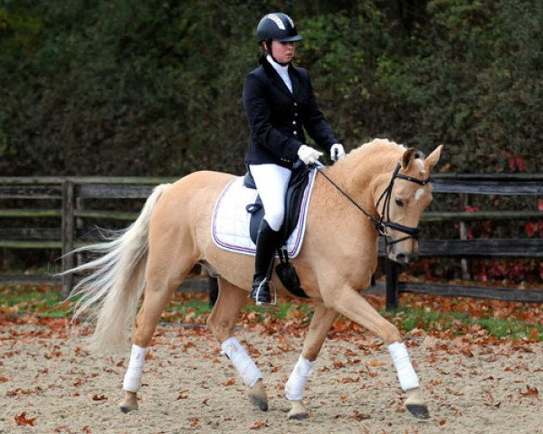 jumper Golden Gigolo (German Riding Pony, 2006, from HET Golden Dream)