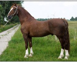 stallion Larix (KWPN (Royal Dutch Sporthorse), 1993, from Fabricius)