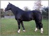 stallion Tammo (Alt-Oldenburger / Ostfriesen, 1996, from Tamboerijn)