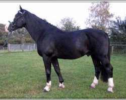 stallion Tammo (Alt-Oldenburger / Ostfriesen, 1996, from Tamboerijn)