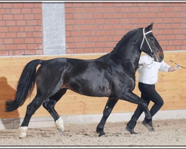 stallion Last-Lord (Alt-Oldenburger / Ostfriesen, 2002, from Lord II)
