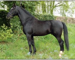 stallion Glücksburg (Heavy Warmblood Denmark, 1997, from Gruson Grundberg)