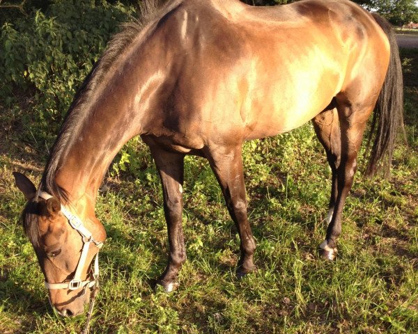 horse Vento-Veloce (Westphalian, 1990, from Vif-Argent xx)