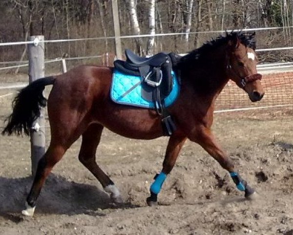 horse Kaiserboo (German Riding Pony, 1995, from Kaiserwalzer)