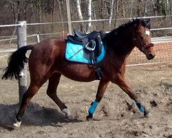 Pferd Kaiserboo (Deutsches Reitpony, 1995, von Kaiserwalzer)