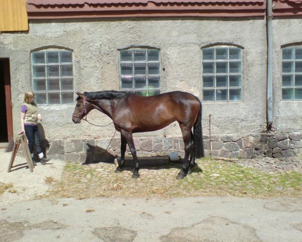 broodmare T-Cindy (Holsteiner, 2003, from Carano)