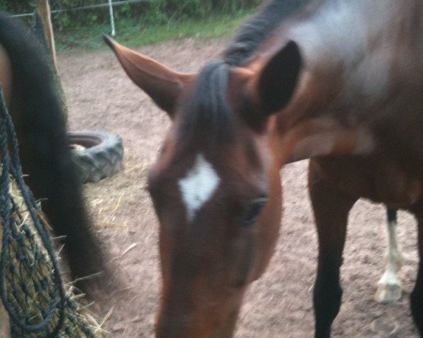 Pferd Flöcki (Deutsches Reitpferd, 1997, von Fuego)