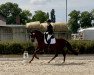 dressage horse Damon's Fairy (Hanoverian, 2018, from Damon)