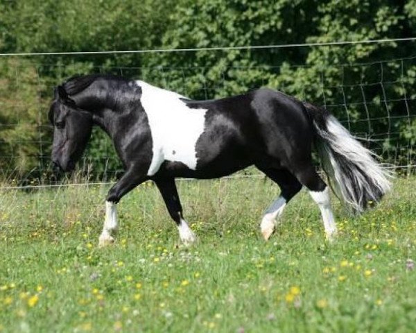stallion Karuso of Baltic Sea (Shetland Pony, 2001, from Klavier van 't Laantje)