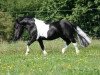 stallion Karuso of Baltic Sea (Shetland Pony, 2001, from Klavier van 't Laantje)