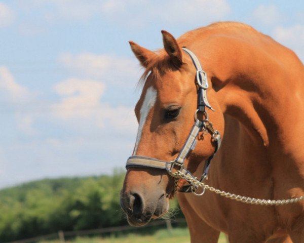 Springpferd Guardian Angel (Deutsches Reitpony, 2006, von Gandalf)