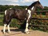 stallion Dasty M (Pinto / Hunter, 2010, from Taffy's Black Diamond)