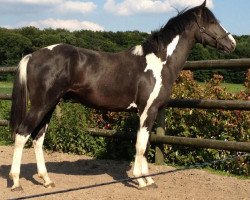 stallion Dasty M (Pinto / Hunter, 2010, from Taffy's Black Diamond)